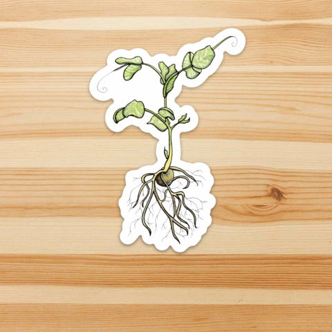 Pea Sprout Sticker