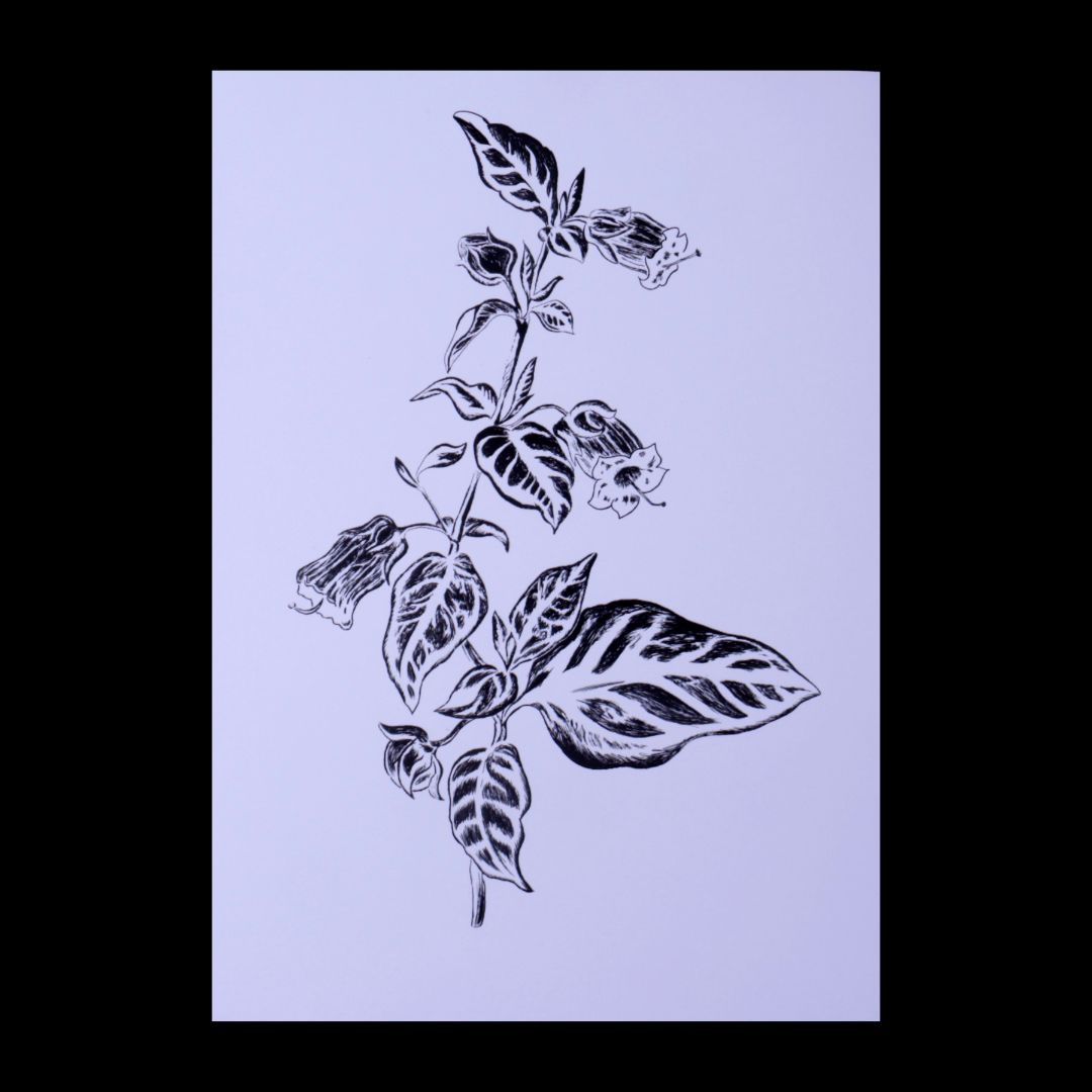 Belladonna Print 8.5" x 11"