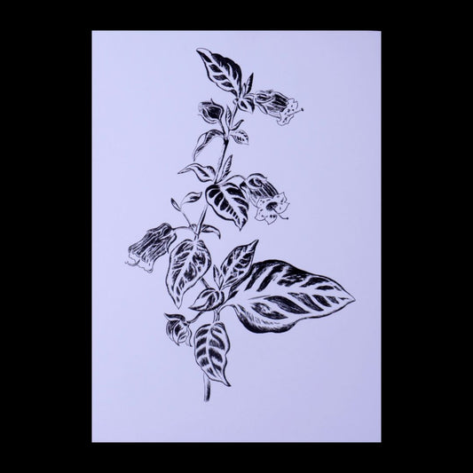 Belladonna Print 5" x 7"