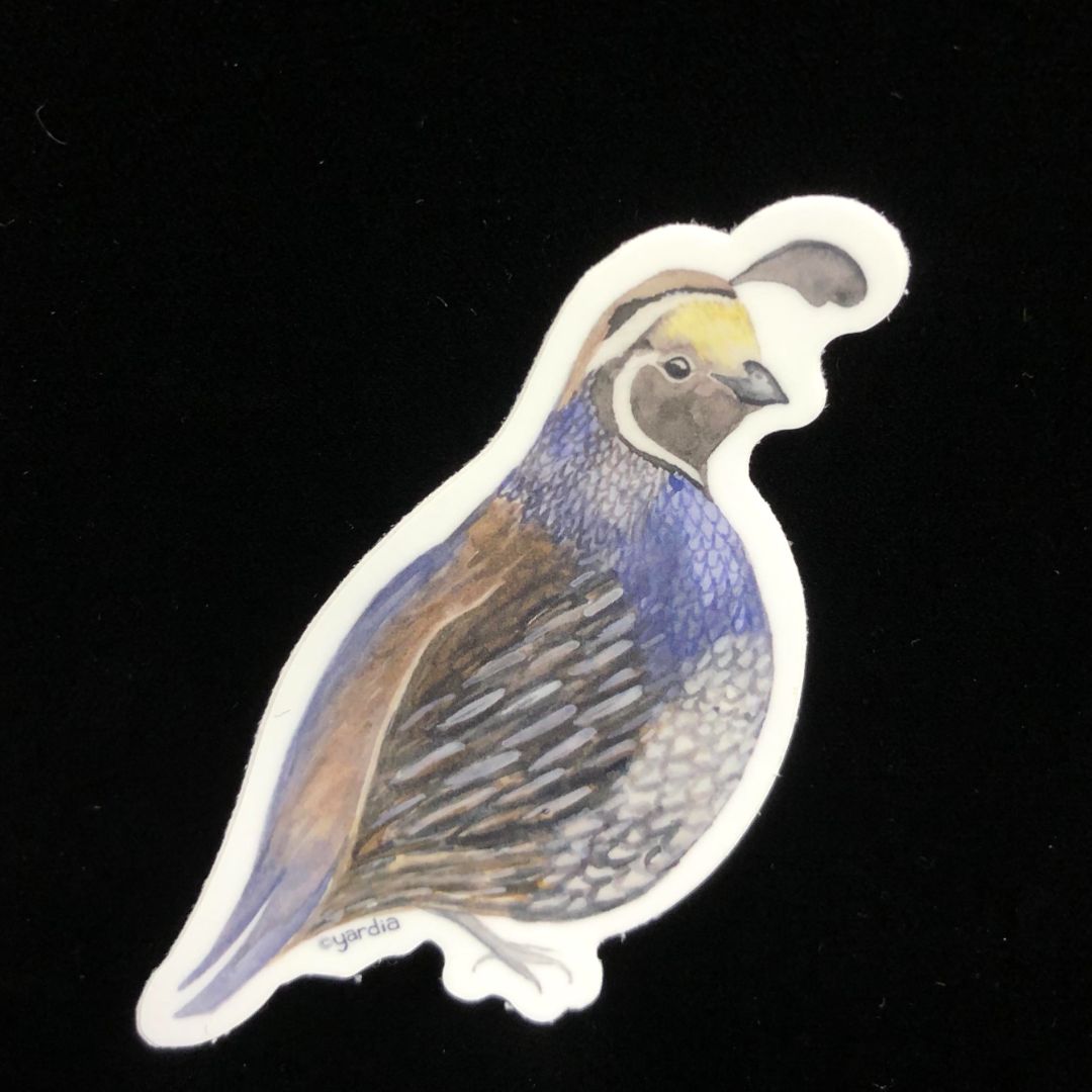 California Quail Bird Sticker