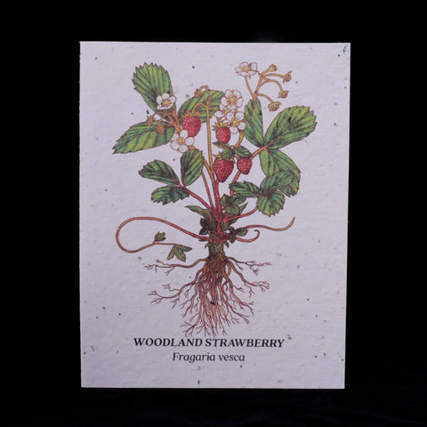 Strawberry Plantable Wildflower Seed Card