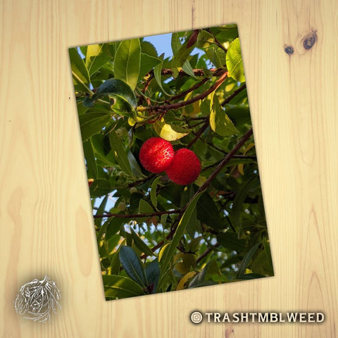 Strange Fruit Photographic Postcard