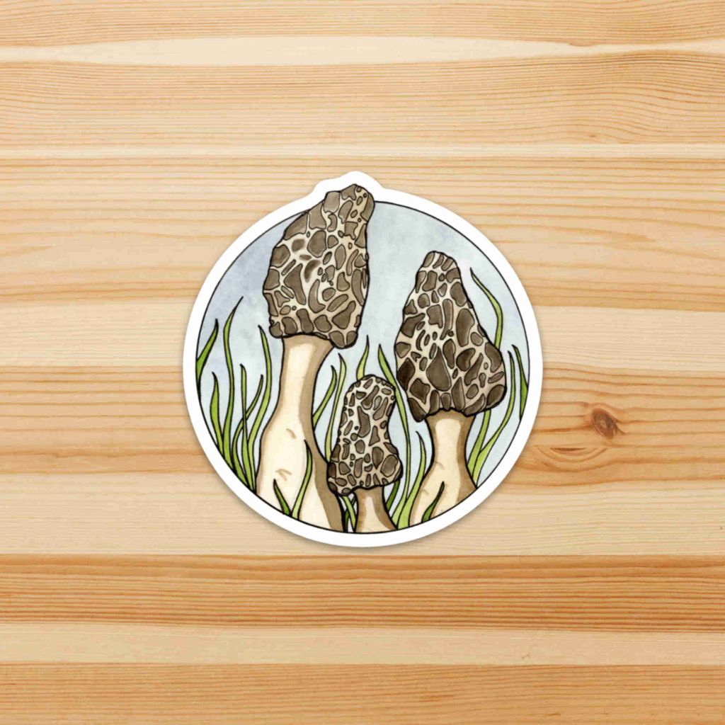 Morel Mushrooms Sticker