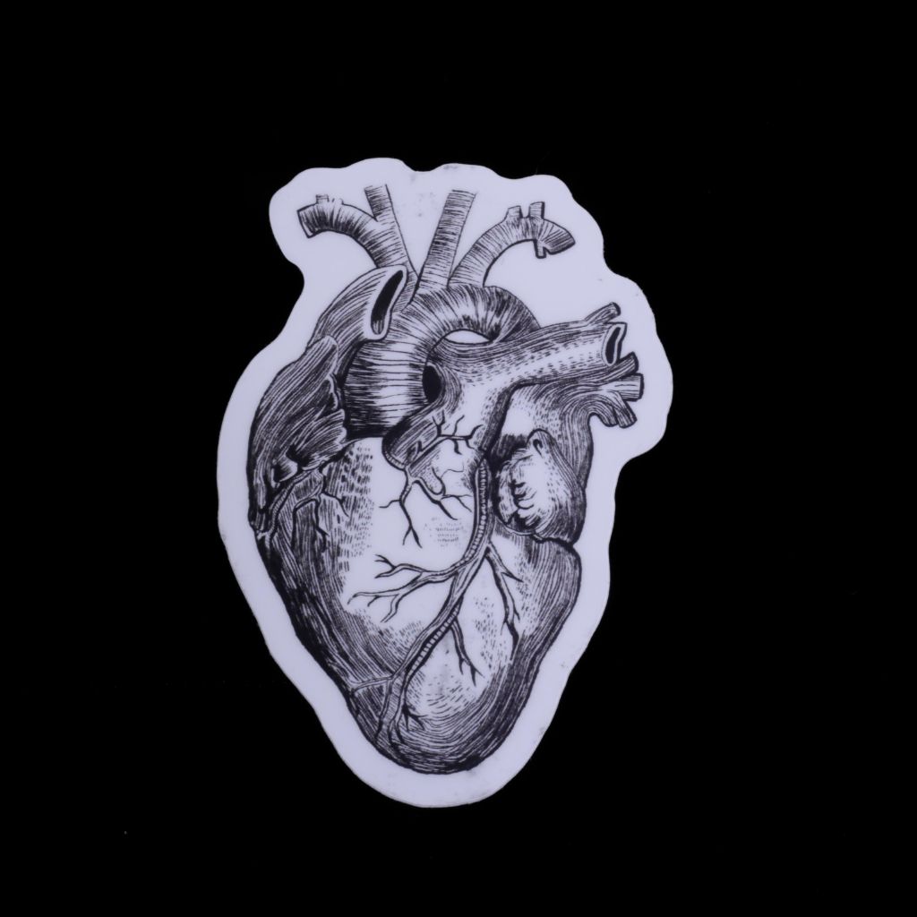 White Anatomical Heart Sticker