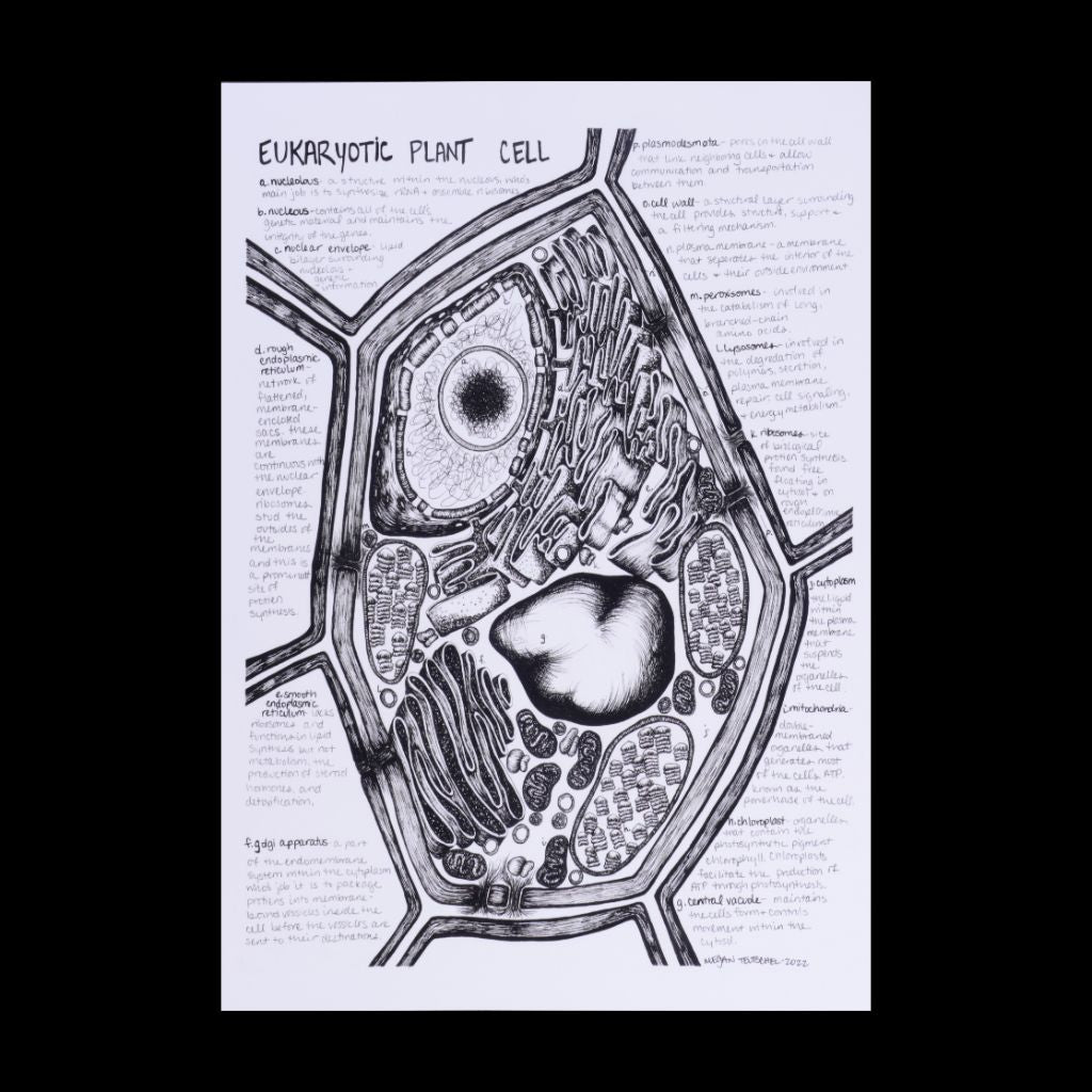 Eukaryotic - Plant Cell Print