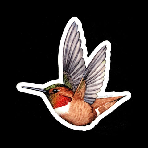 Rufous Hummingbird Sticker