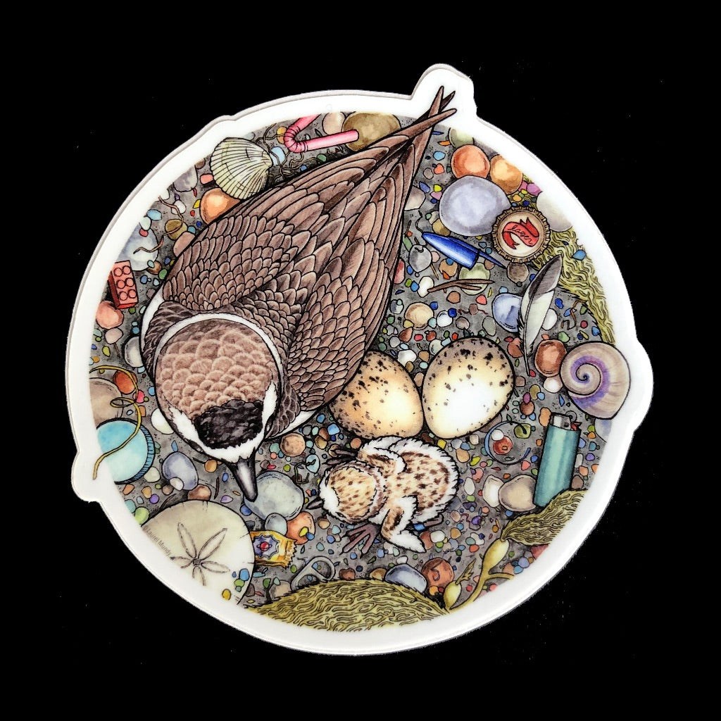 Snowy Plover Birds Eye View Sticker