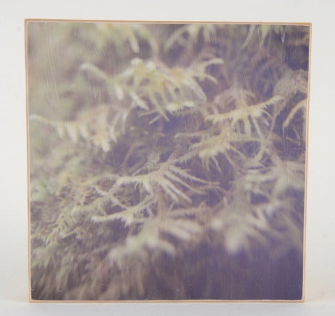 Ferns Mounted Photograph