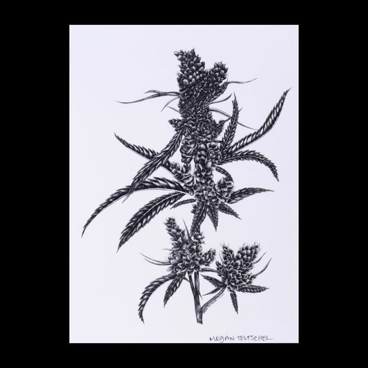 Sativa Art Print