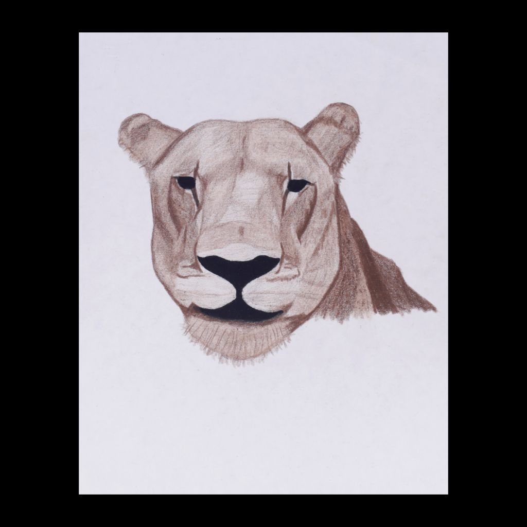 Lioness Original Charcoal & Pencil Sketch