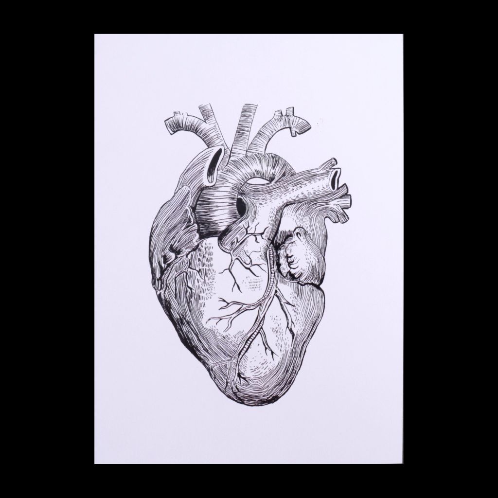 Anatomical Heart Print - 5 x 7 white