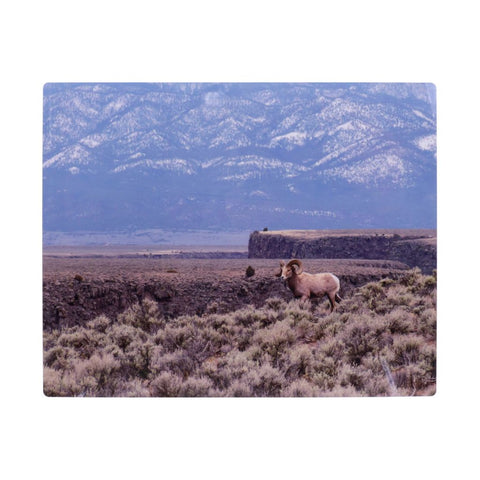 Bighorn Sheep at the Rio Grande Gorge  Metal Photographic Print