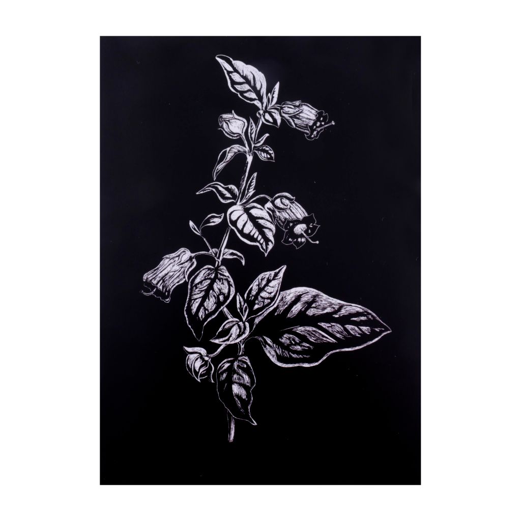 Belladonna Atropa Print - 8.5 x 11