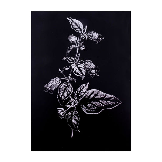 Belladonna Atropa Print - 8.5 x 11