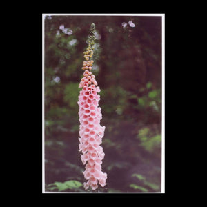 Foxglove Flower Photographic Card