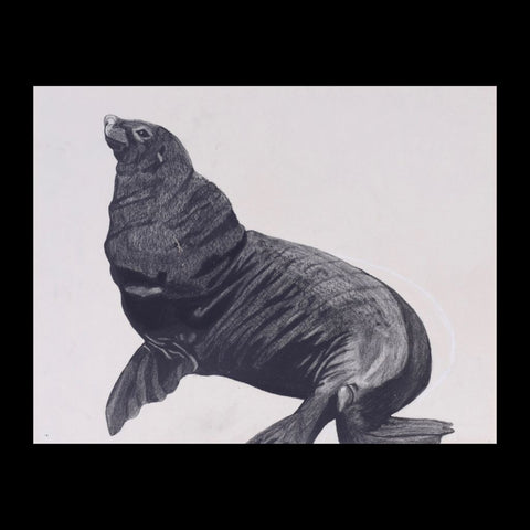 Sea Lion Original Charcoal & Pencil Sketch