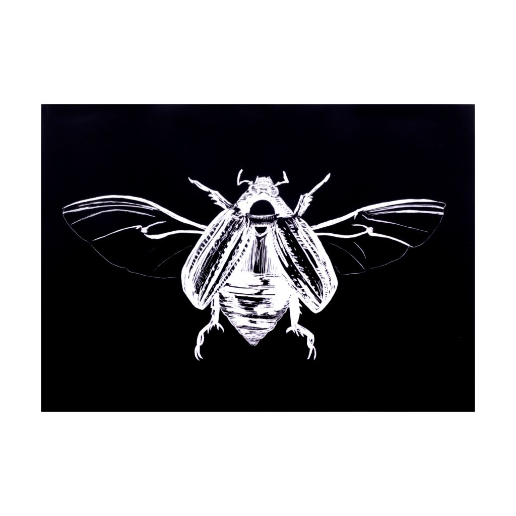 Scarab Beetle Print - 8.5 x 11