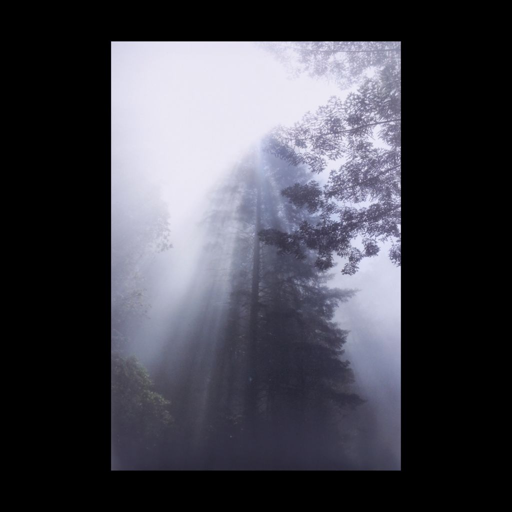 Morning Mist - Photograph on Canvas