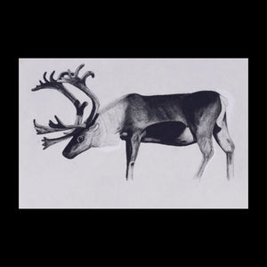 Caribou Original Charcoal & Pencil Sketch