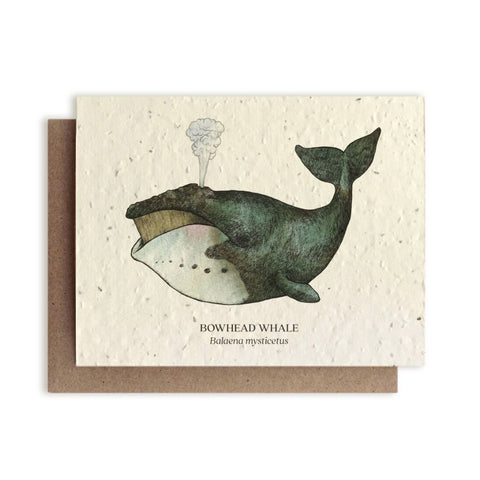Bowhead Whale - Plantable Wildflower Card