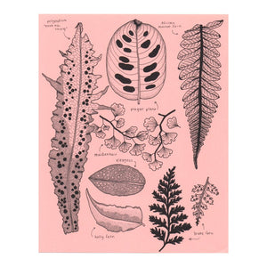 Botanical Leaf Study Print