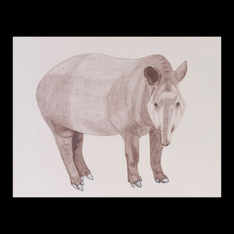 Tapir Original Charcoal & Pencil Sketch