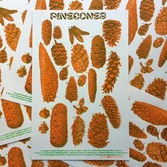 Pinecone ID Riso Print