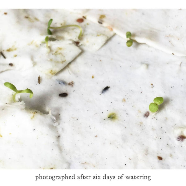 Fly Agaric Mushroom - Plantable Wildflower Card