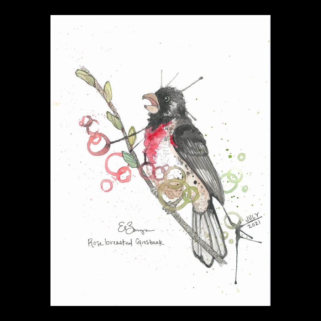 Rose Breasted Grosbeak - Fine Art Greeting Card