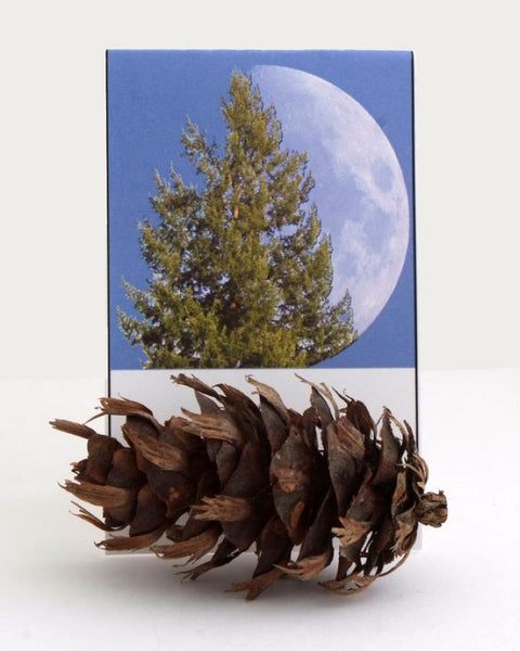Moon Tree Pinecone